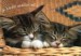 spící koťata